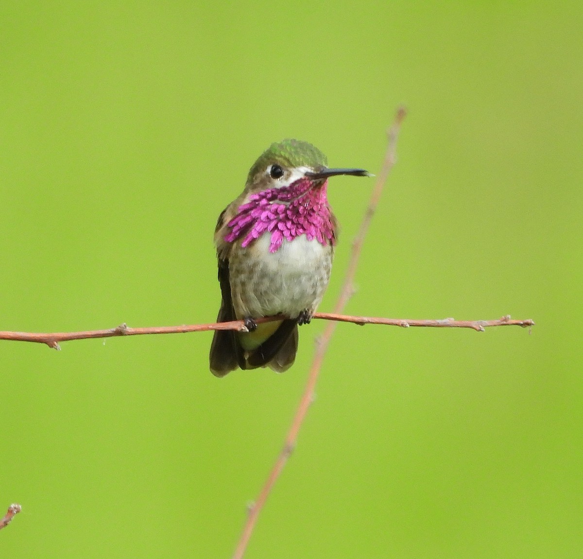 Calliope Hummingbird - ML619753046