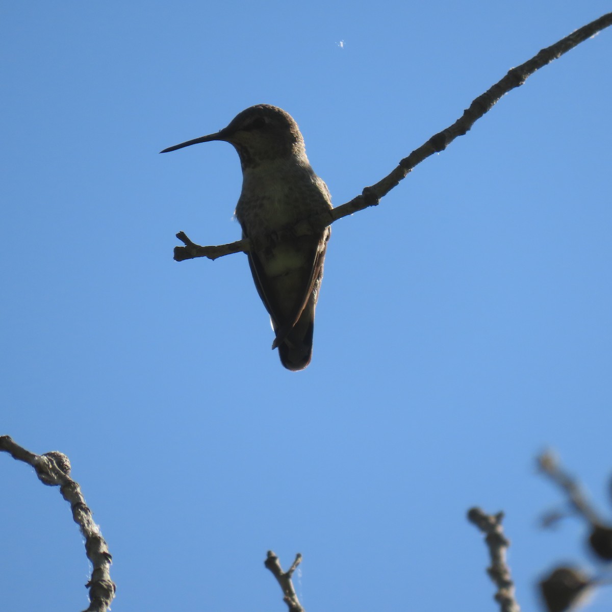 Anna's Hummingbird - ML619753053