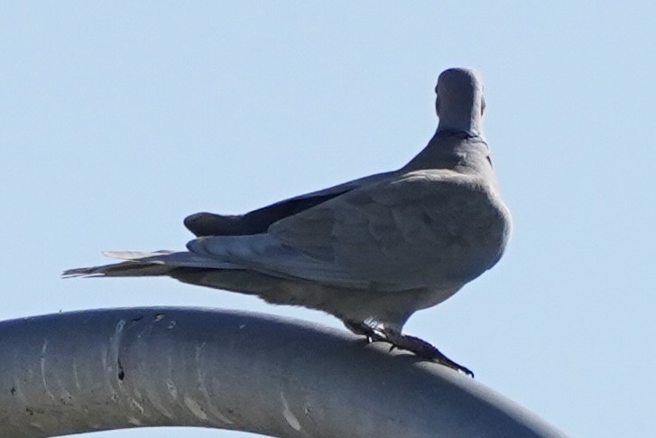 Eurasian Collared-Dove - ML619753121