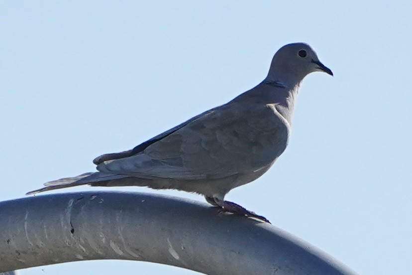 Eurasian Collared-Dove - ML619753122