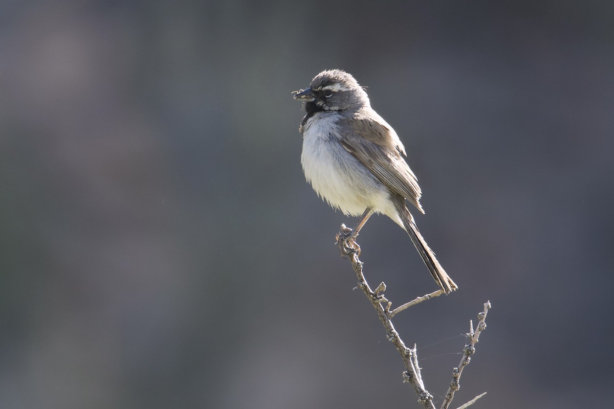 Black-throated Sparrow - ML619753184
