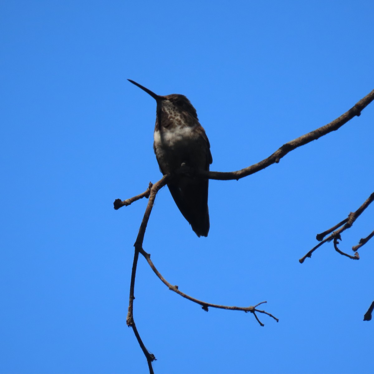 Allen's Hummingbird - ML619753267