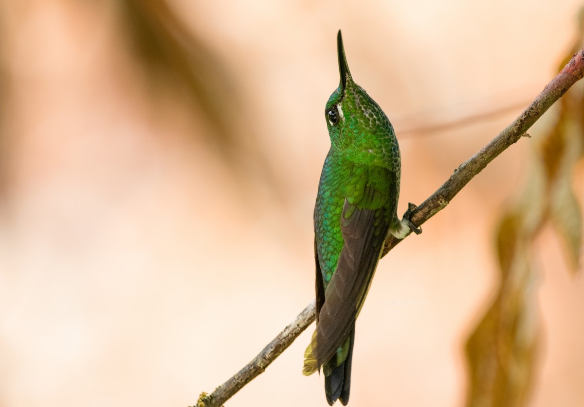 Green-crowned Brilliant - ML619753290