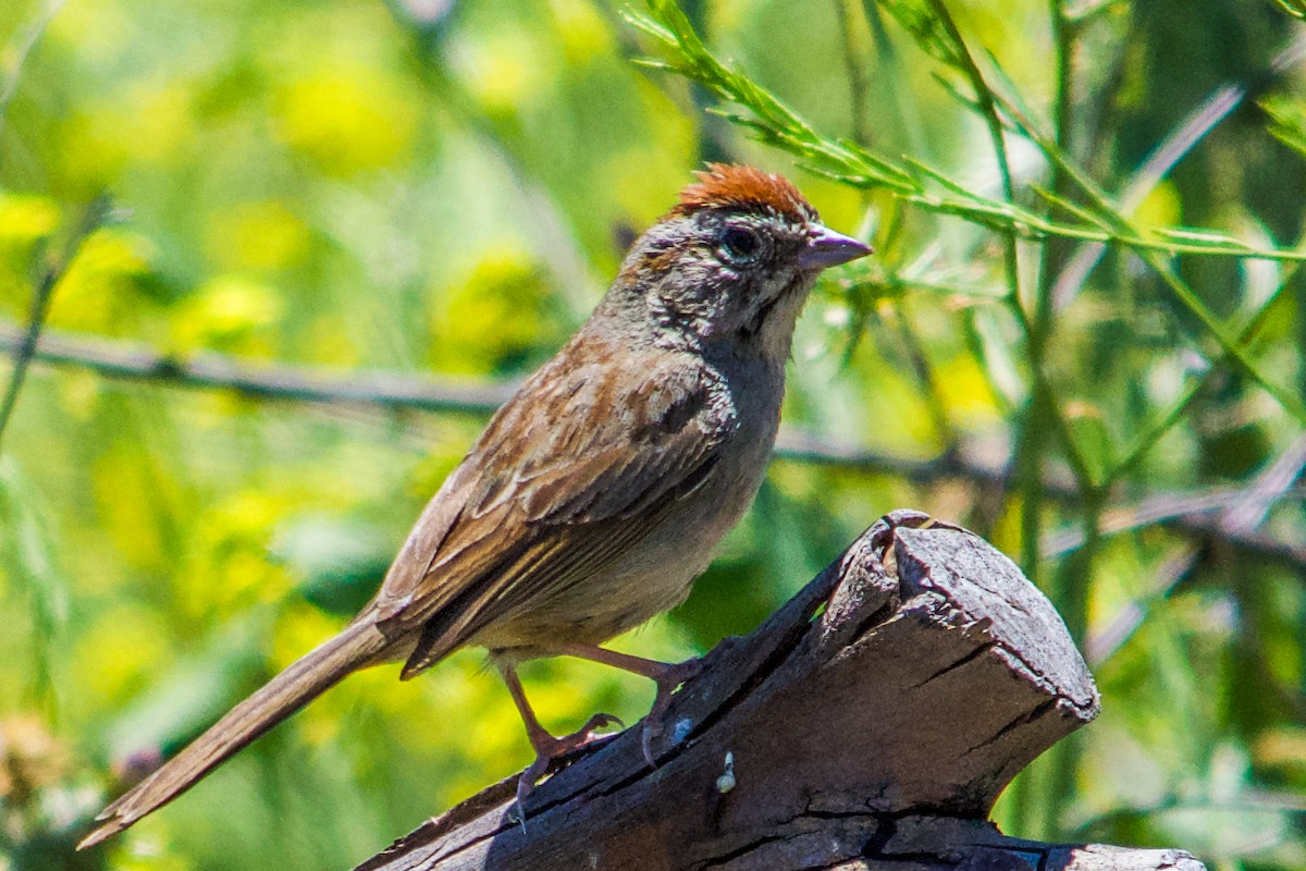 Rufous-crowned Sparrow - ML619753309