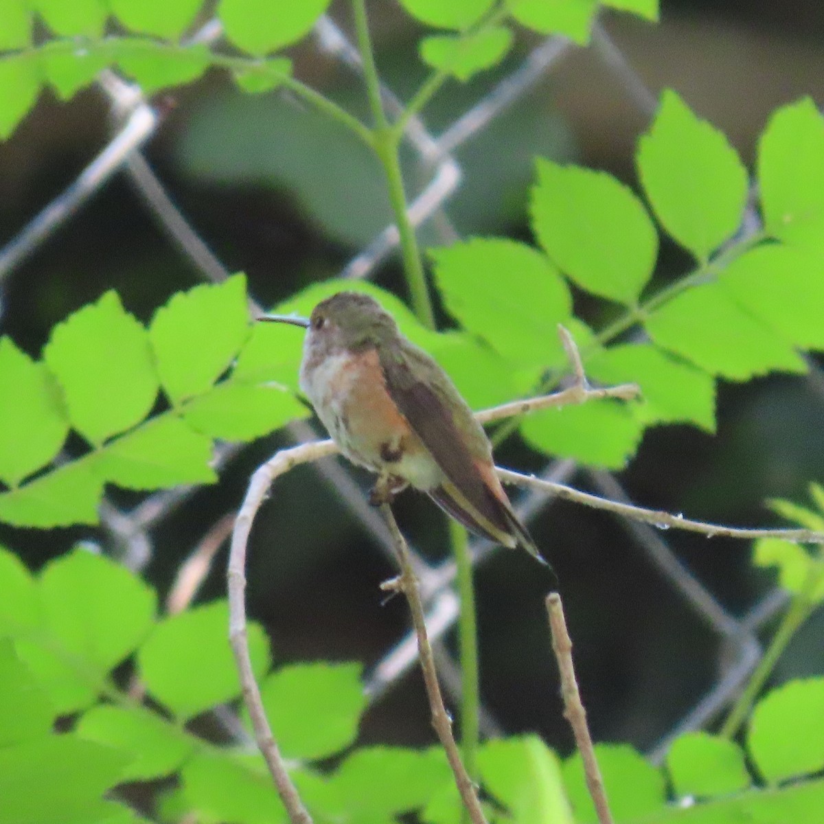 hummingbird sp. - ML619753311