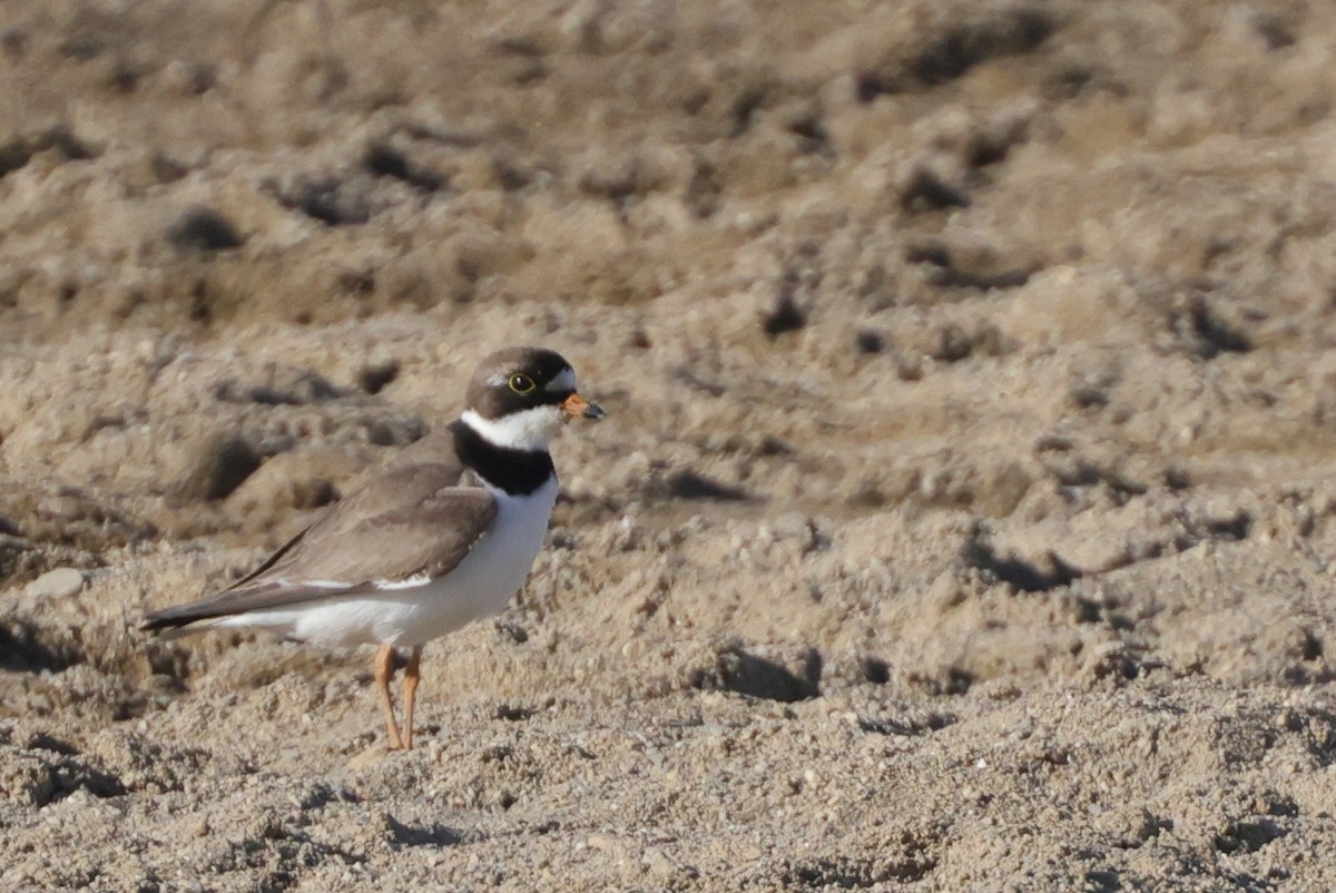 Semipalmated Plover - ML619753318