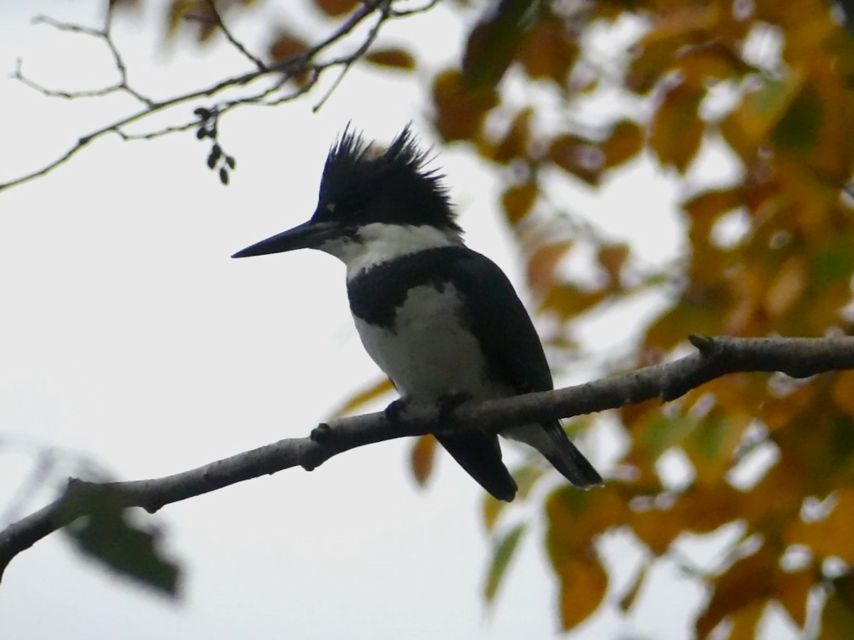 Belted Kingfisher - ML619753337