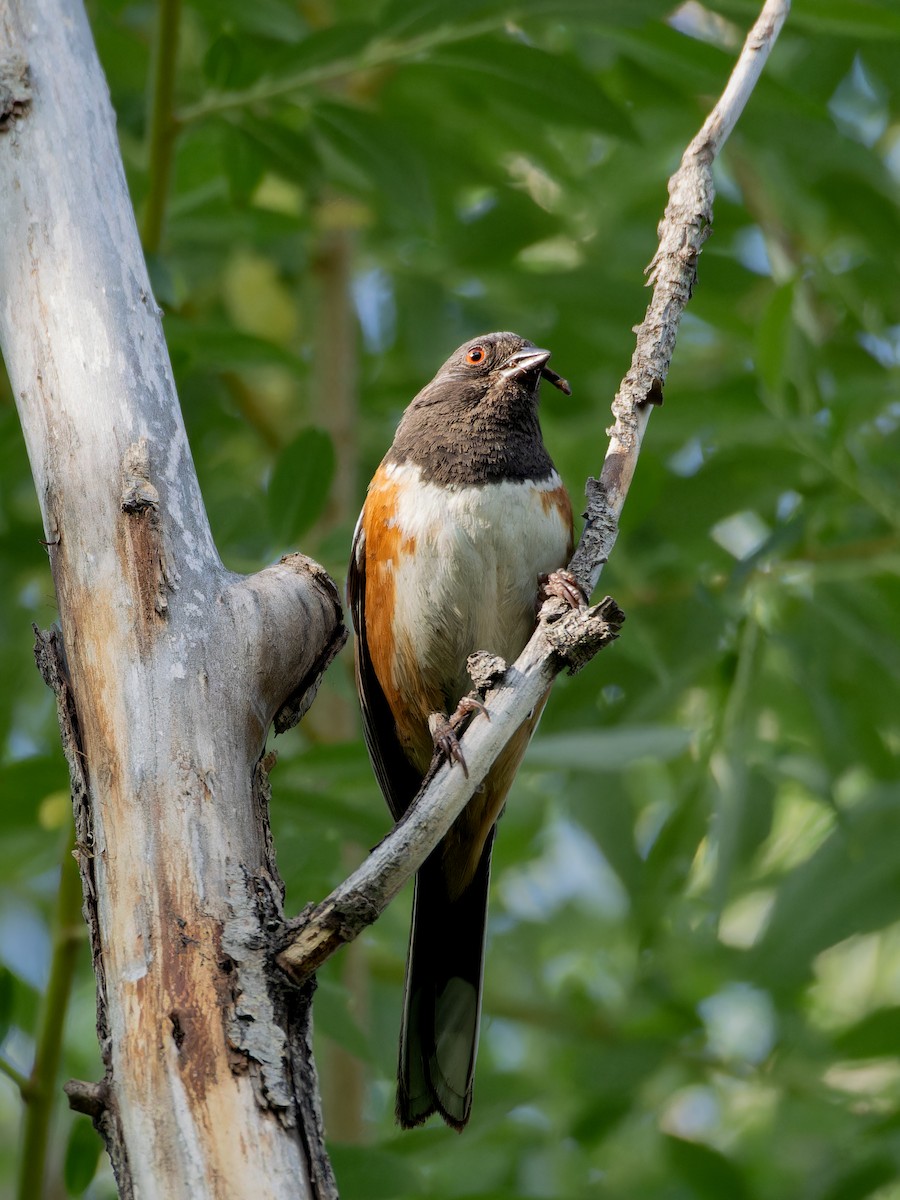 Spotted Towhee - ML619753370