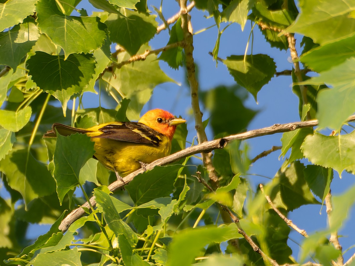 Western Tanager - ML619753374