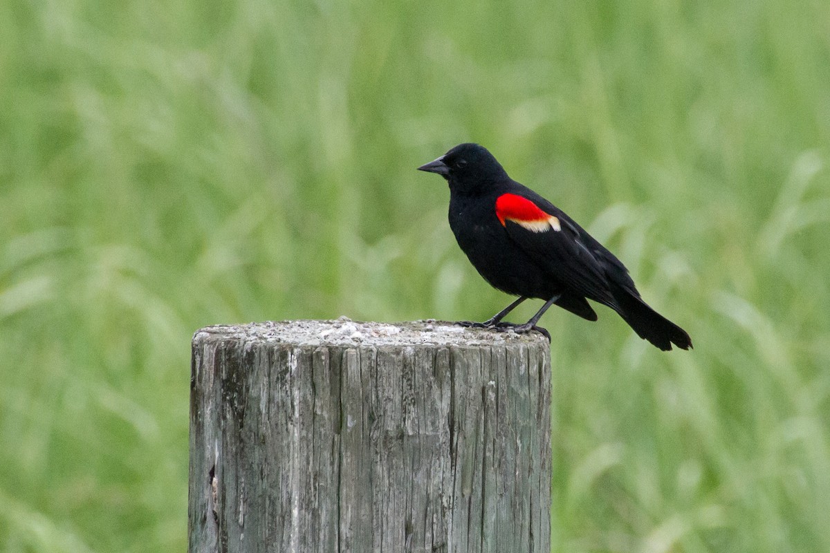Red-winged Blackbird - ML619753388