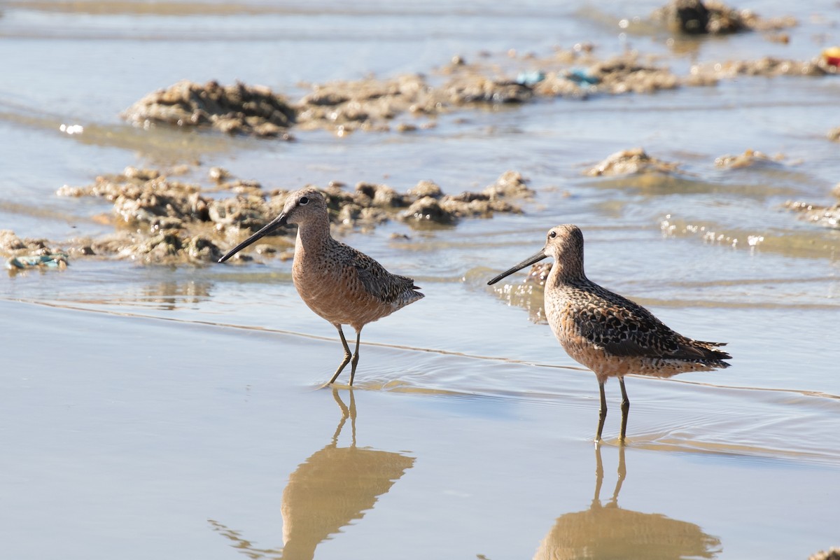 Long-billed Dowitcher - ML619753400