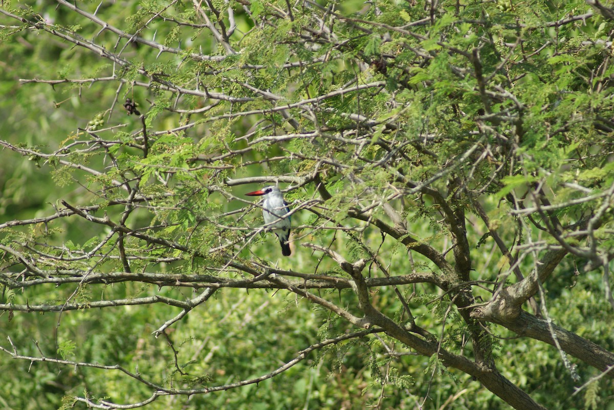 Woodland Kingfisher - ML619753450