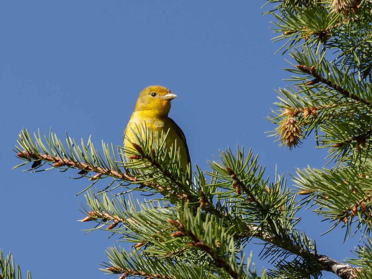 Western Tanager - ML619753485