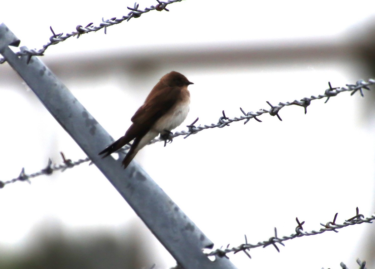 Northern Rough-winged Swallow - ML619753494