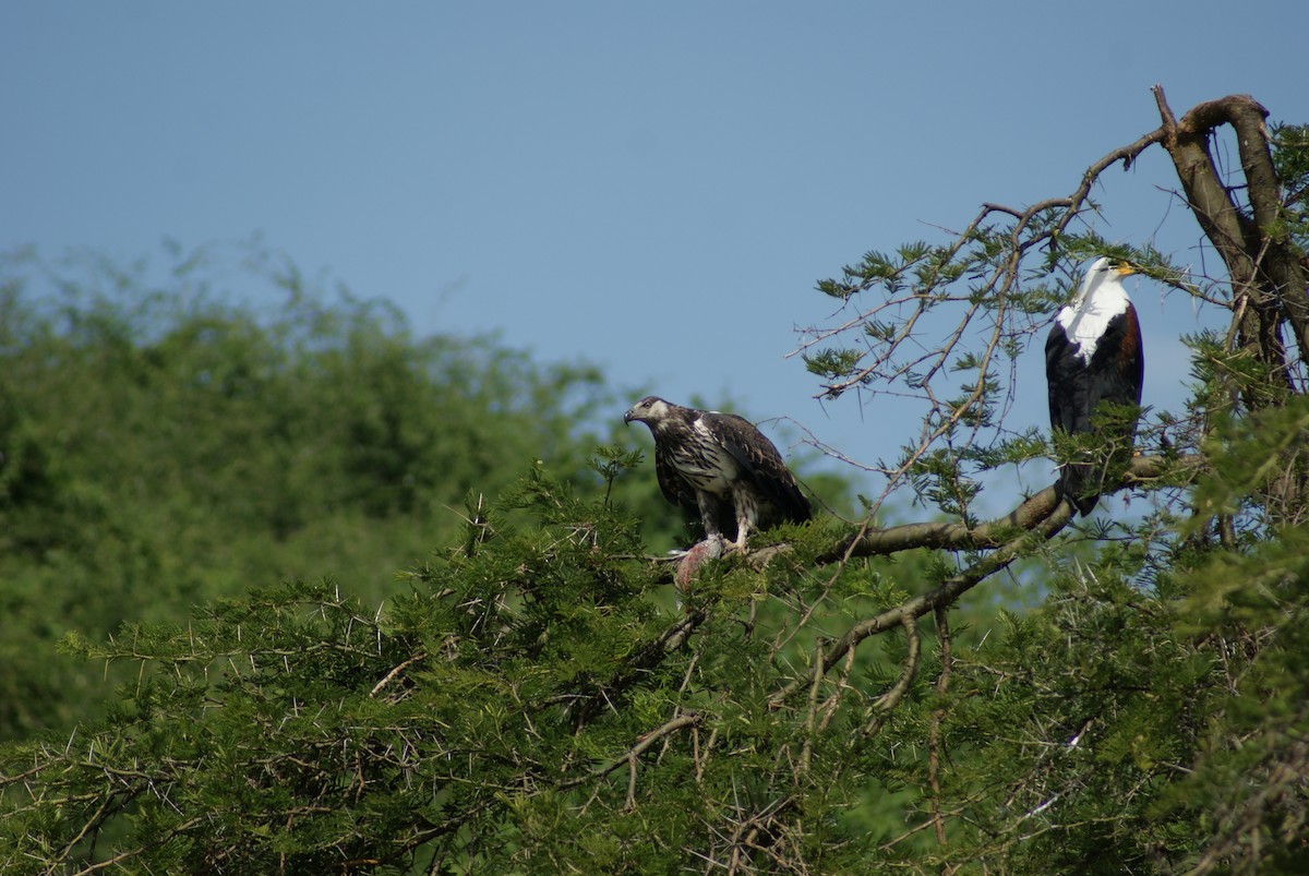 African Fish-Eagle - ML619753498