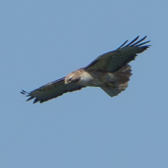 Red-tailed Hawk - ML619753499