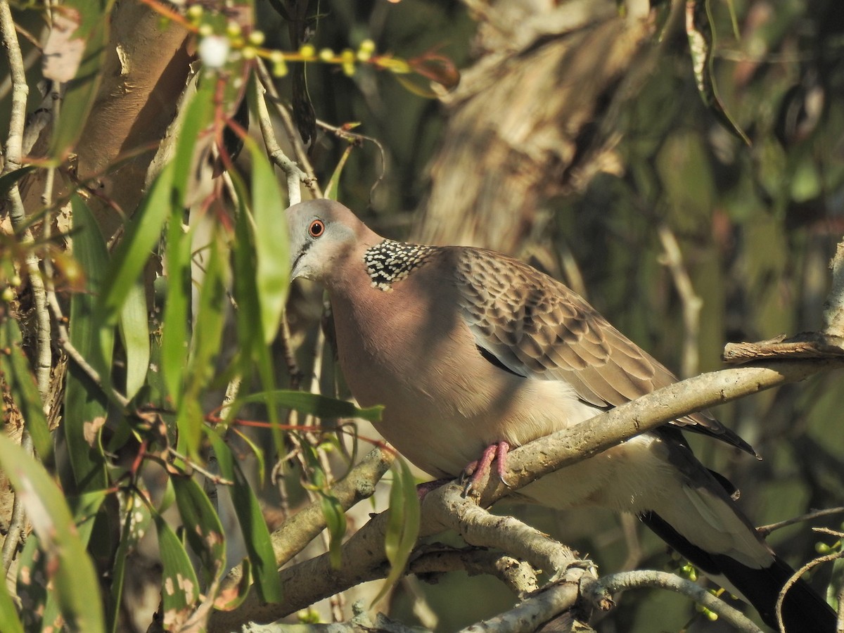 Spotted Dove - ML619753503
