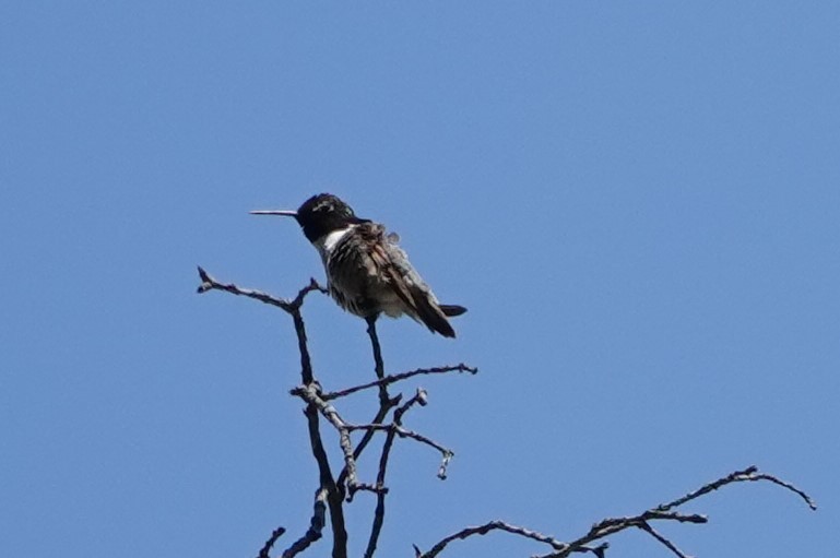 Black-chinned Hummingbird - ML619753565