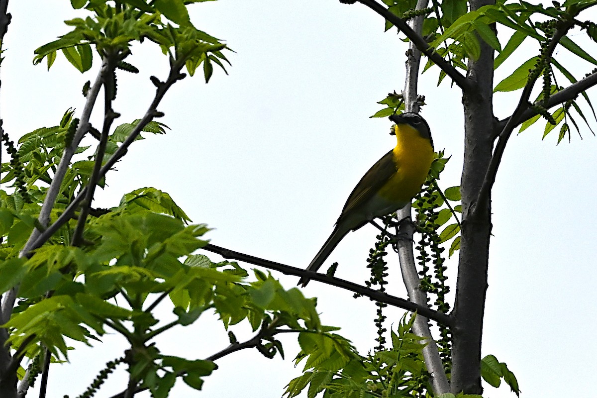 Yellow-breasted Chat - ML619753575
