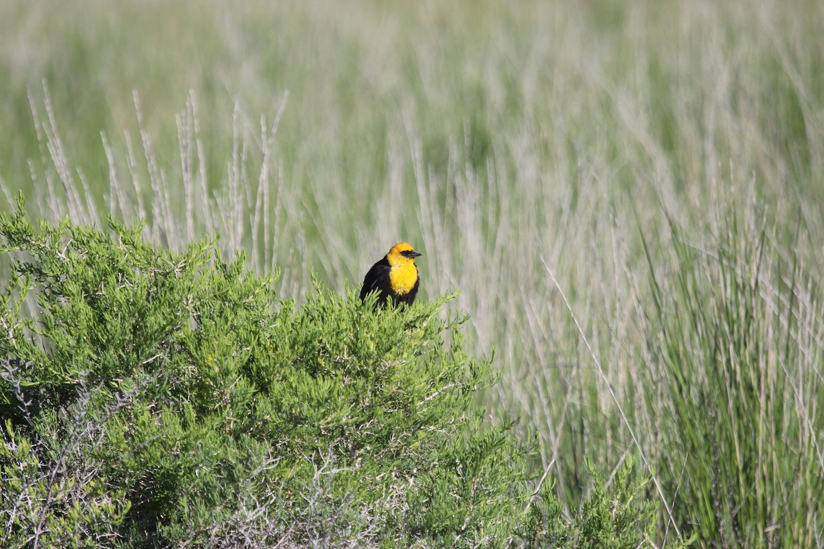 Yellow-headed Blackbird - ML619753601