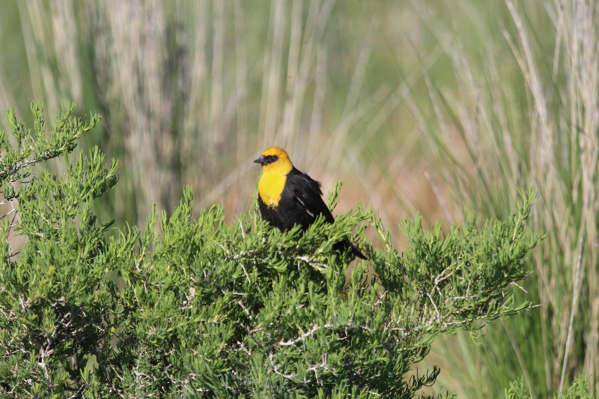 Yellow-headed Blackbird - ML619753602