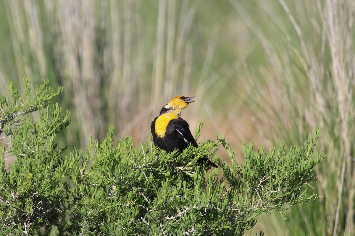 Yellow-headed Blackbird - ML619753603