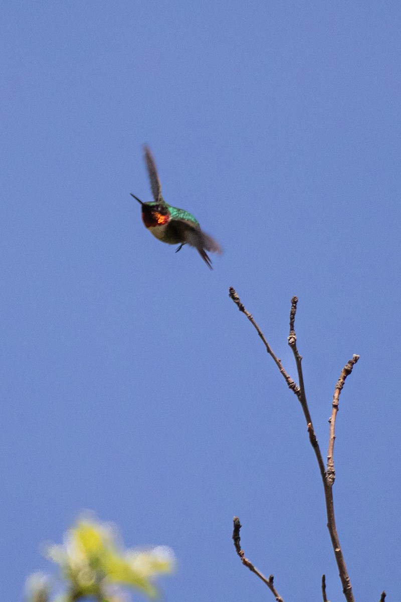 Ruby-throated Hummingbird - ML619753687
