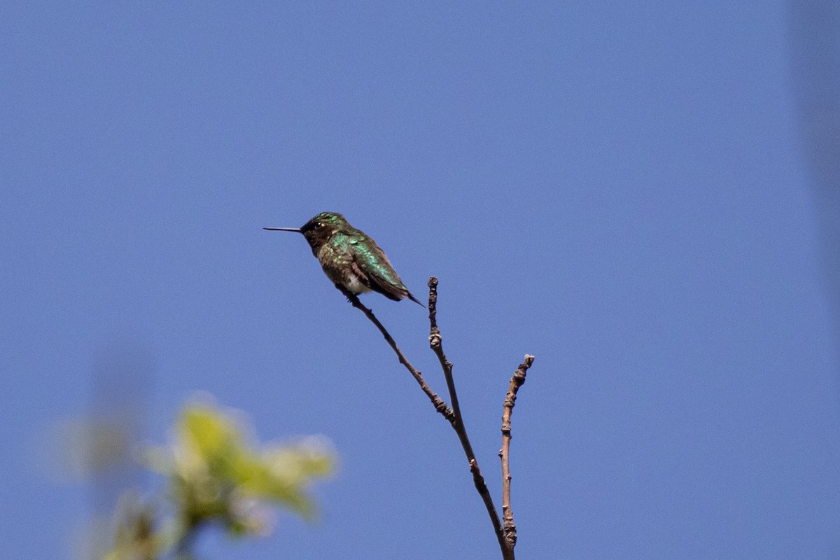 Ruby-throated Hummingbird - ML619753688