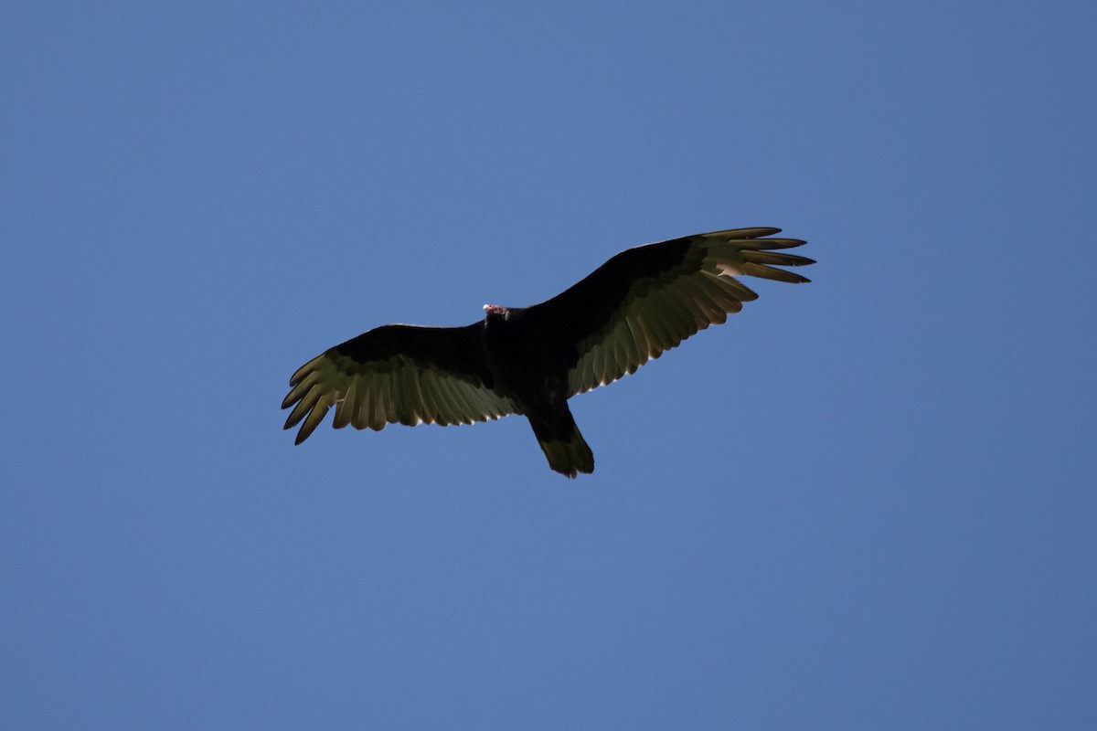Turkey Vulture - ML619753715