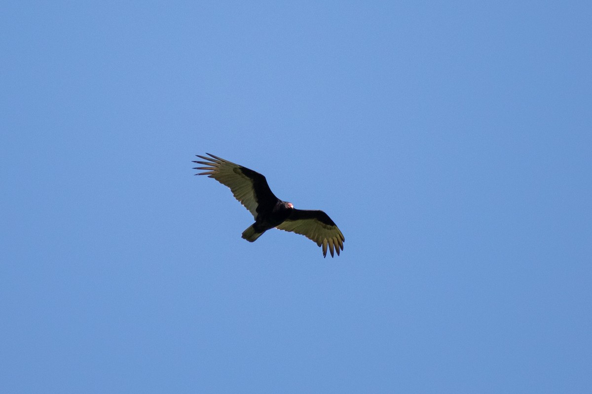 Turkey Vulture - ML619753717