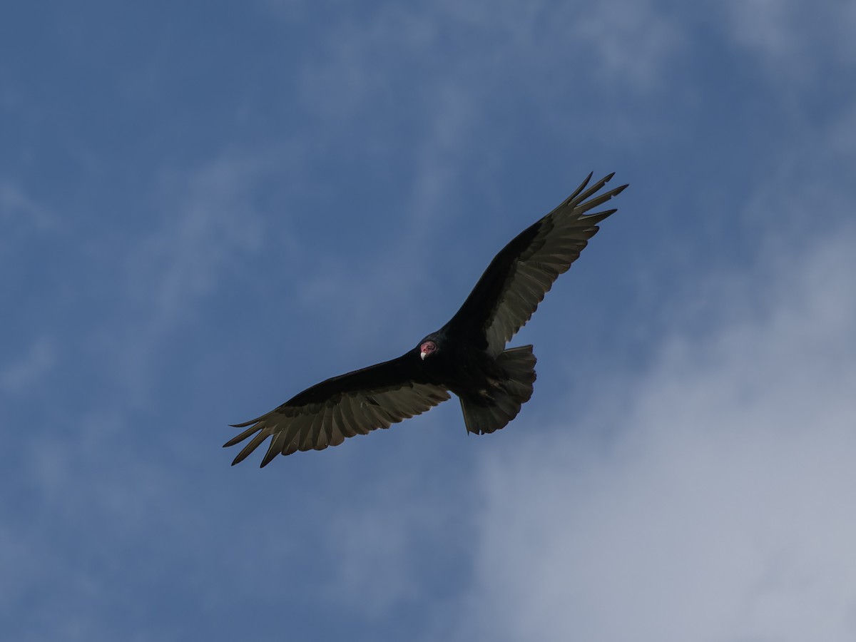 Turkey Vulture - ML619753780