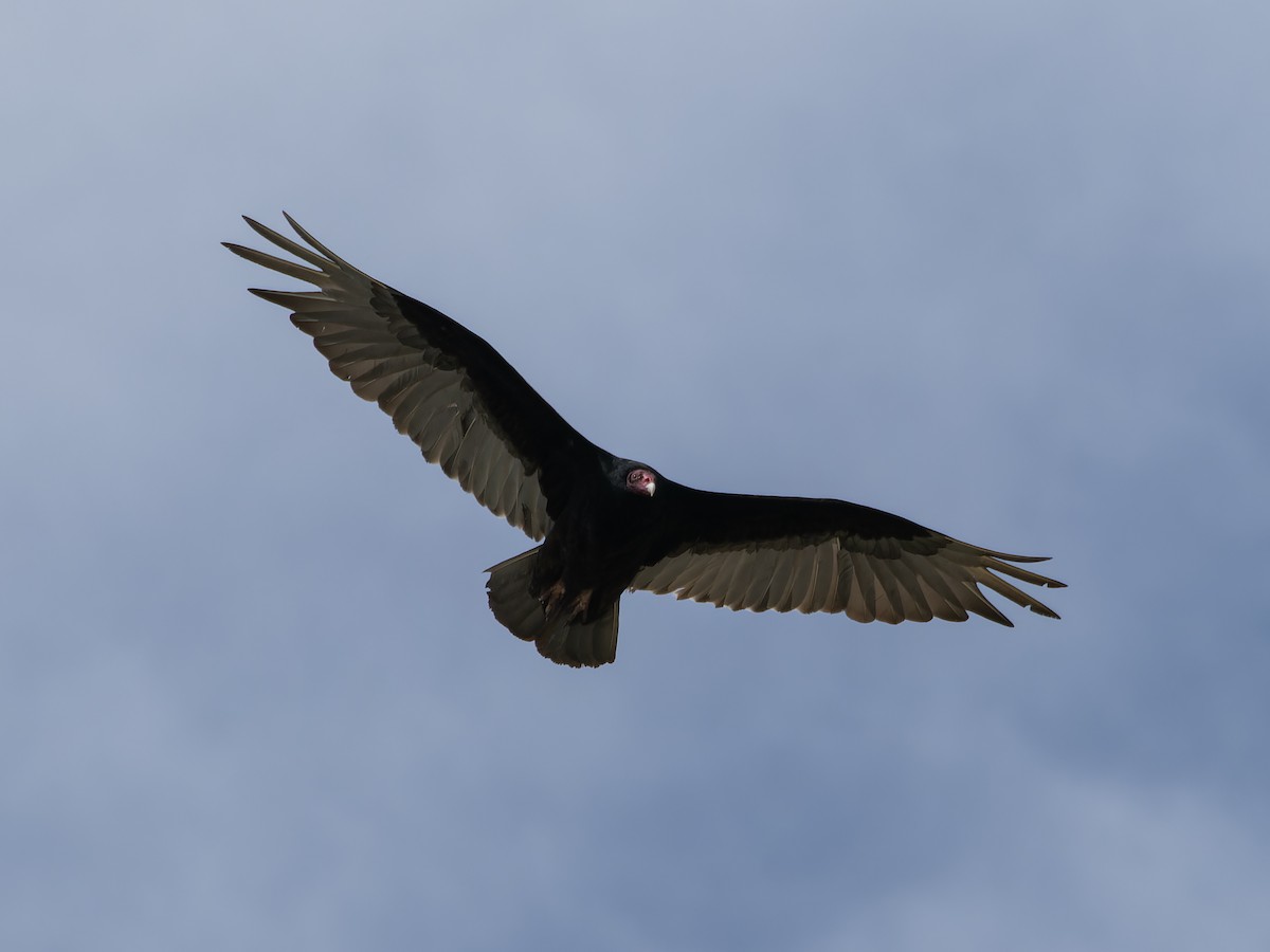 Turkey Vulture - ML619753781
