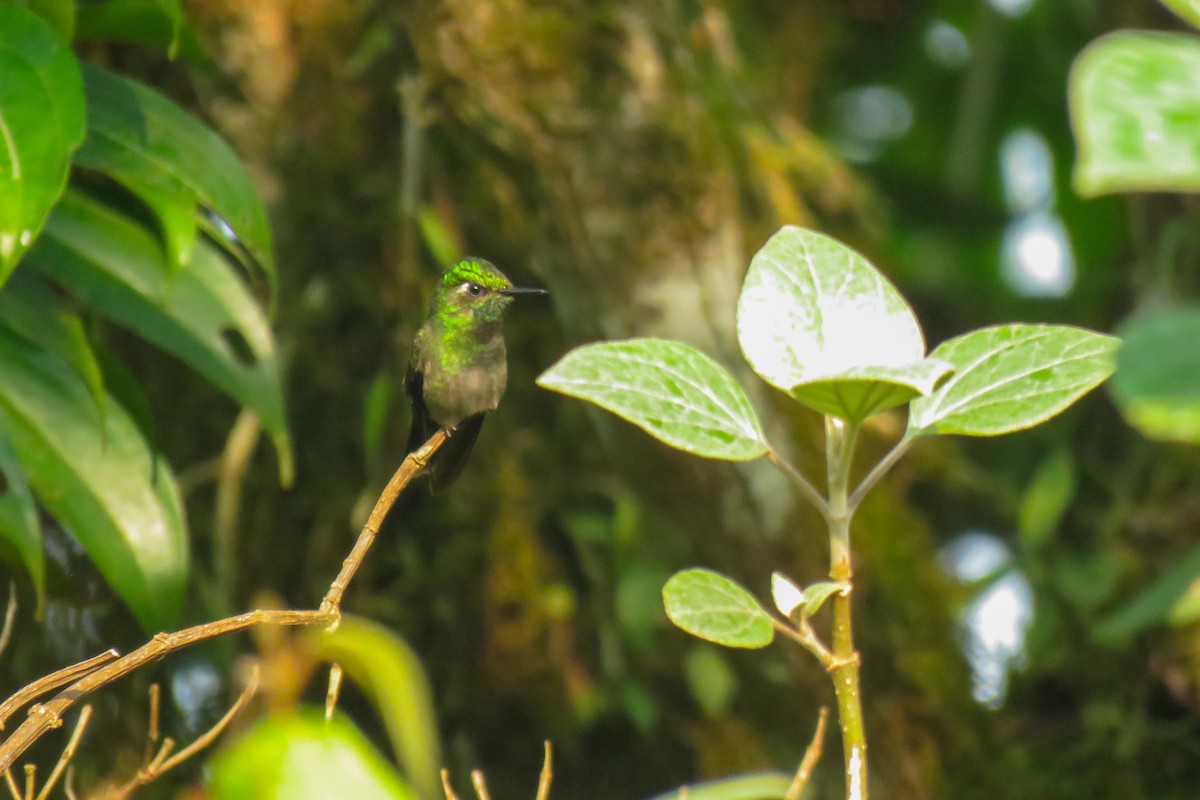 Emerald-chinned Hummingbird - ML619753801