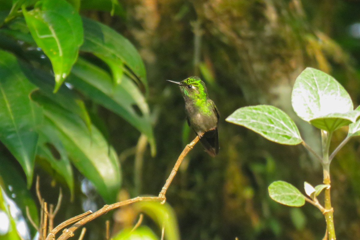 Emerald-chinned Hummingbird - ML619753802