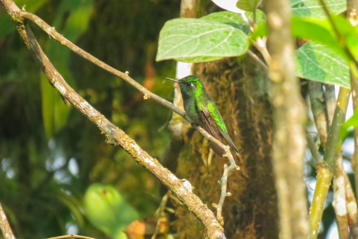 Emerald-chinned Hummingbird - ML619753803