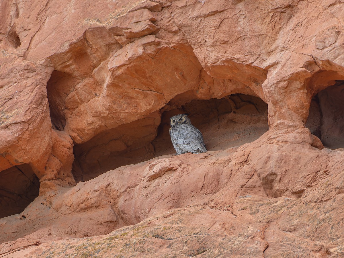 Great Horned Owl - ML619753823