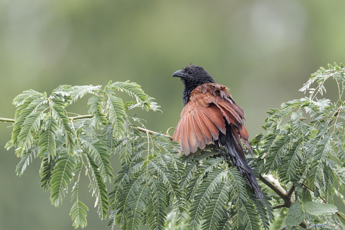 Greater Coucal - ML619753841