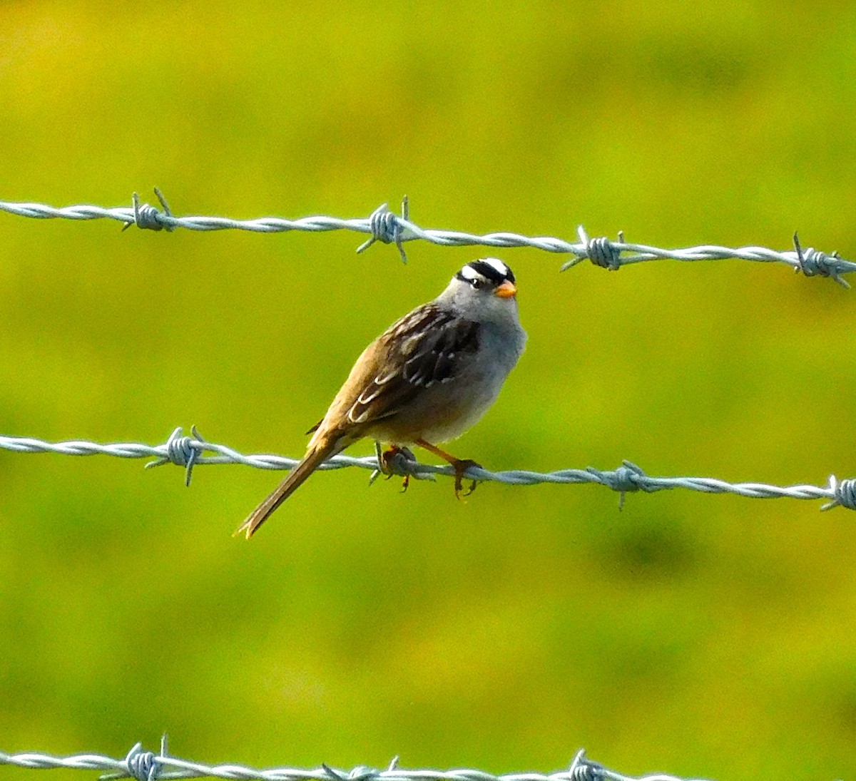 White-crowned Sparrow - ML619753882