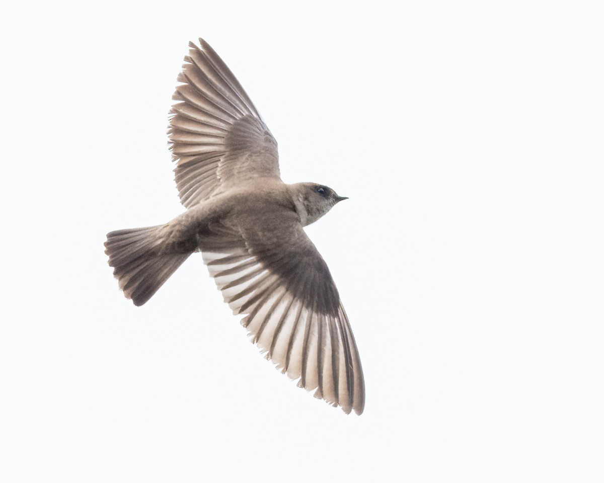 Northern Rough-winged Swallow - ML619753883