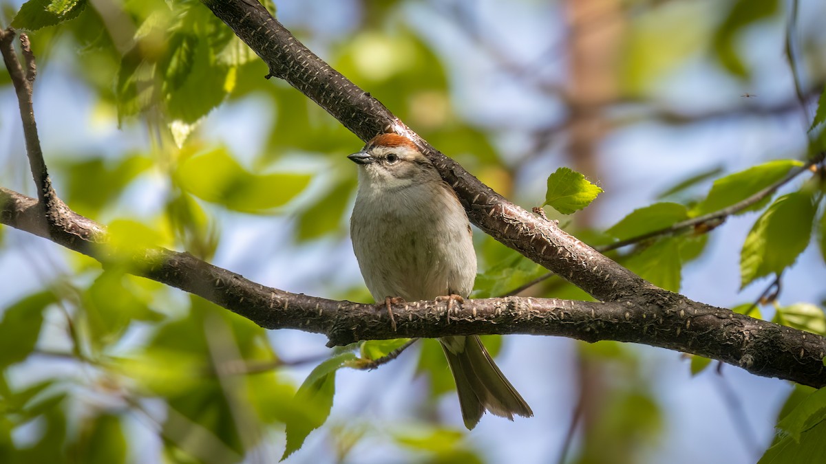 Chipping Sparrow - ML619753916