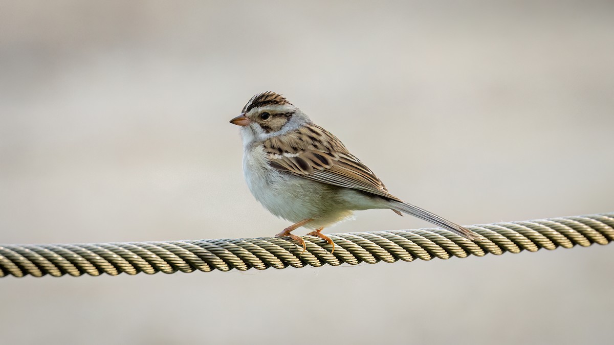 Clay-colored Sparrow - ML619753917