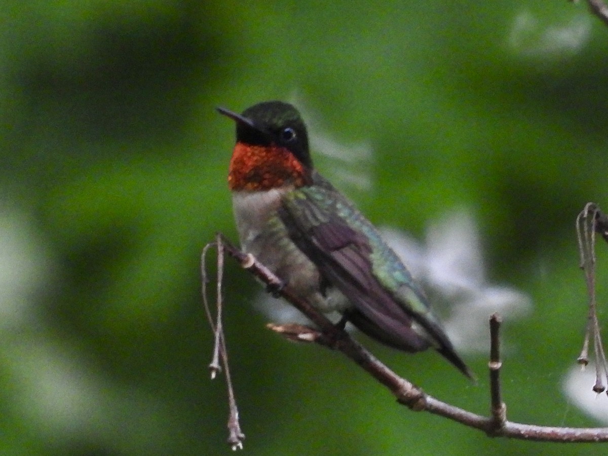 Ruby-throated Hummingbird - ML619753940