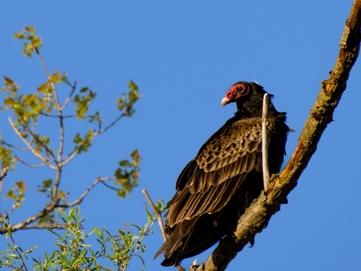 Turkey Vulture - ML619753945