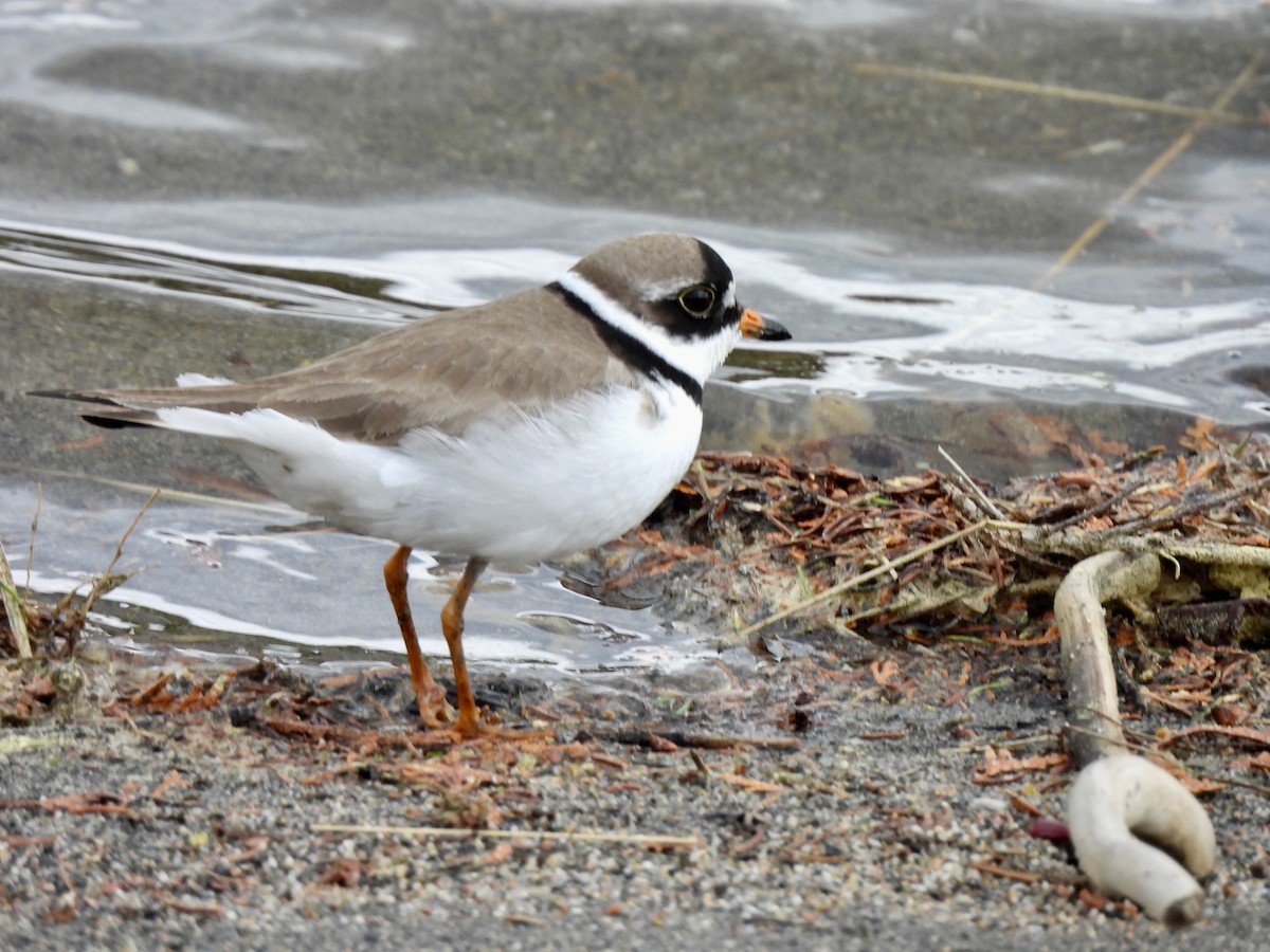 Semipalmated Plover - ML619753953