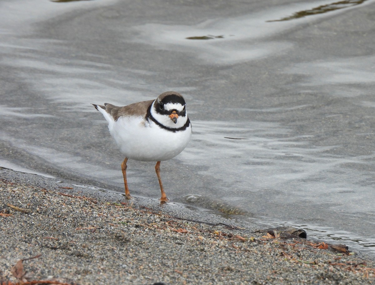 Semipalmated Plover - ML619753954