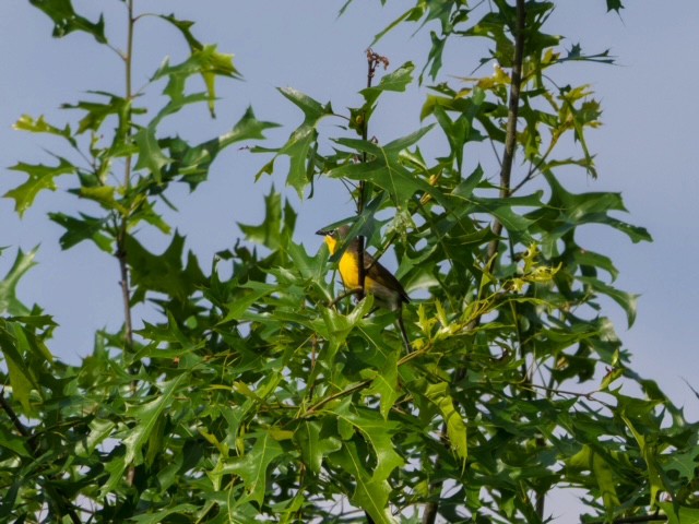 Yellow-breasted Chat - ML619753970
