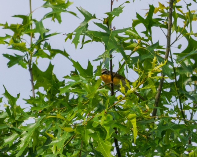 Yellow-breasted Chat - ML619753971
