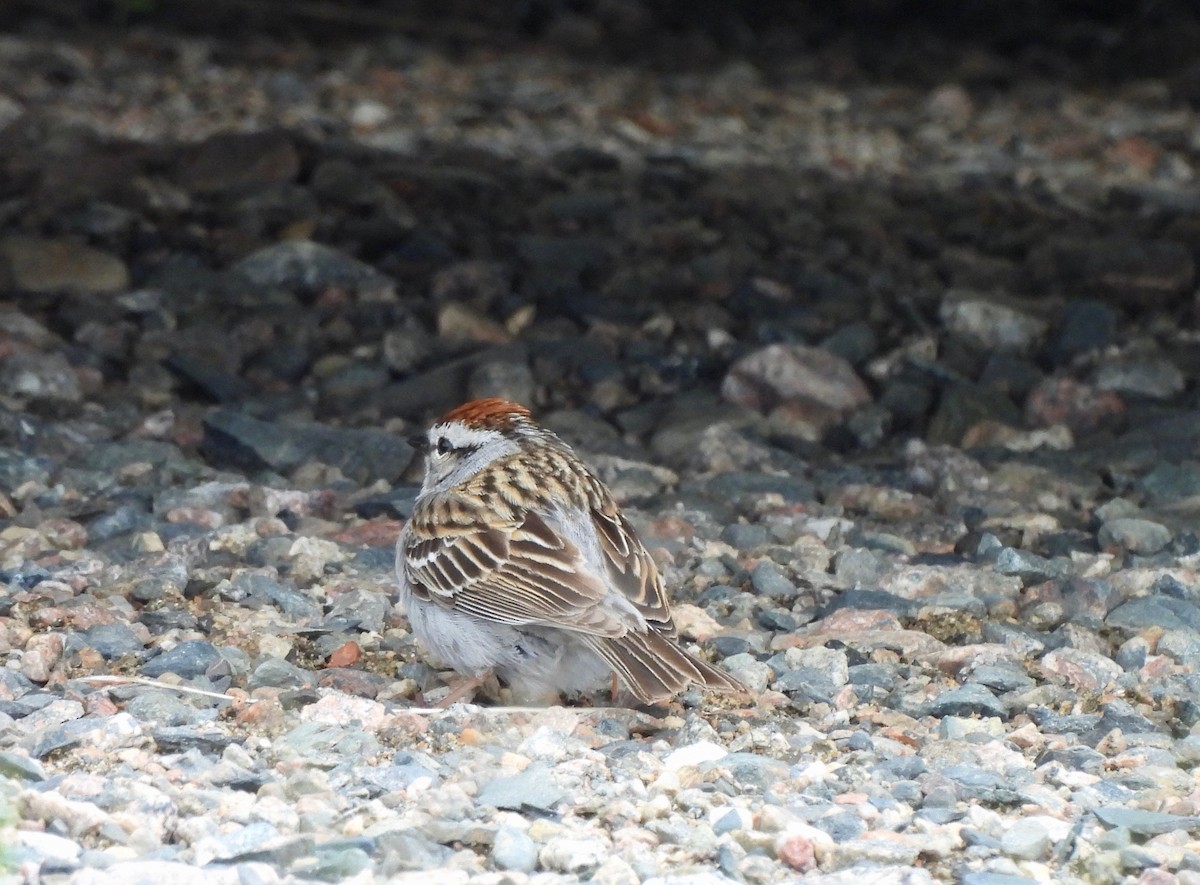 Chipping Sparrow - ML619753977