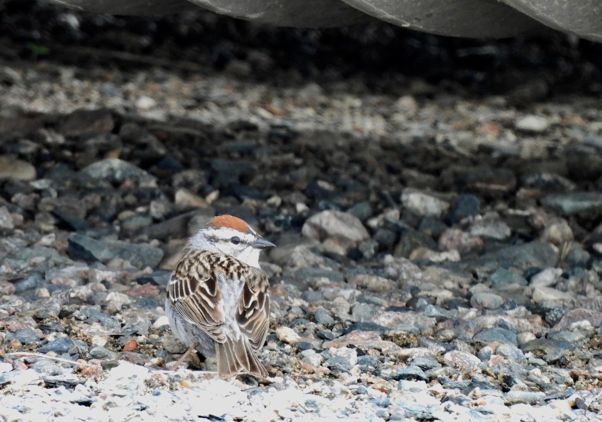 Chipping Sparrow - ML619753978
