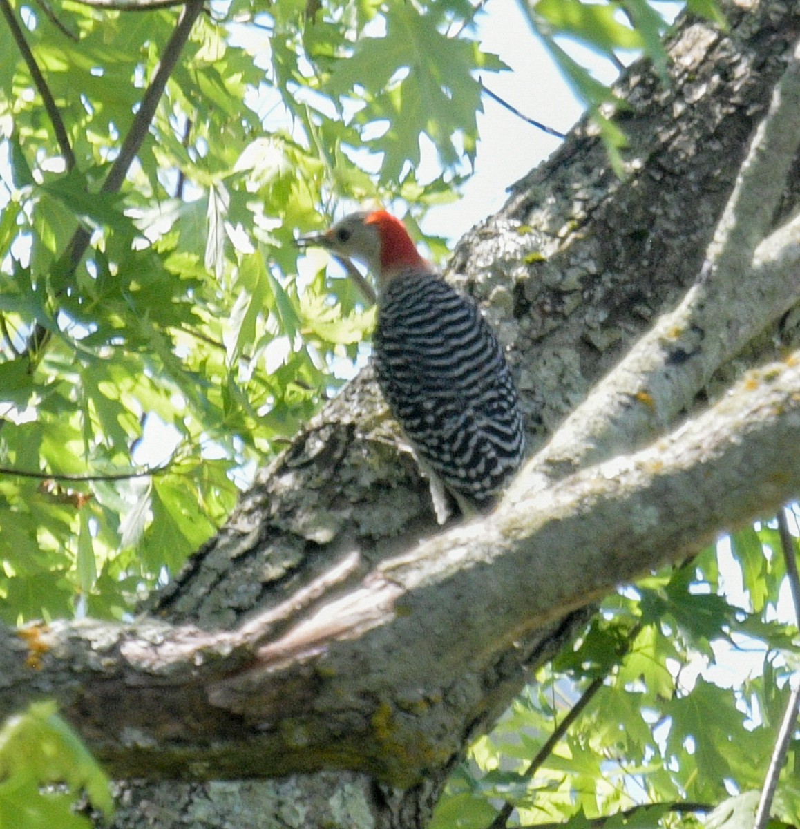 Red-bellied Woodpecker - ML619754029